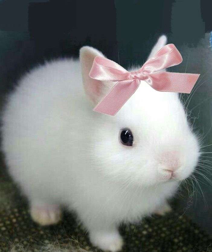 Hopping Hope