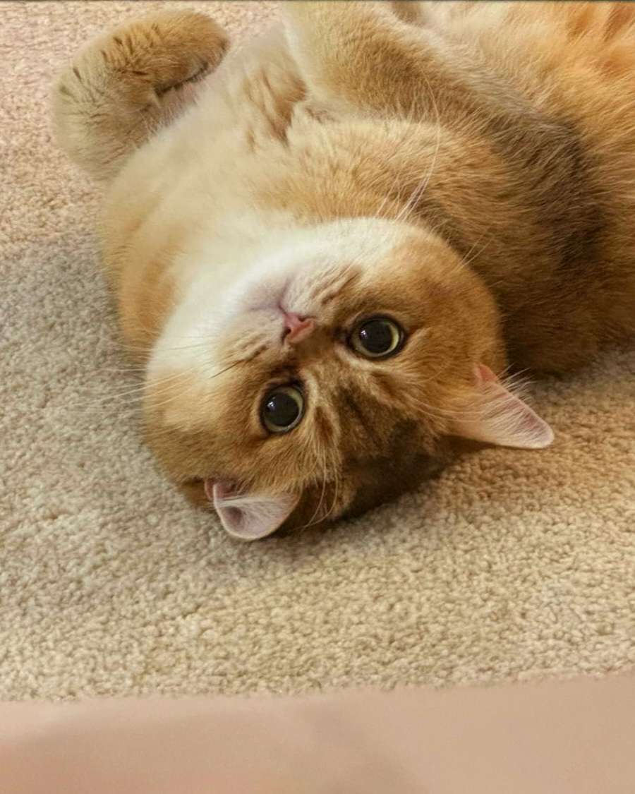 Max